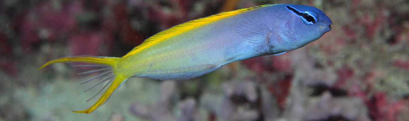 بلنی دم چنگی