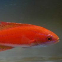 راس فلاشر دم زرد ماده