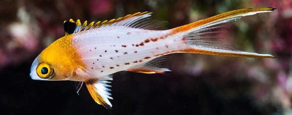 هاگ فیش دم چنگی