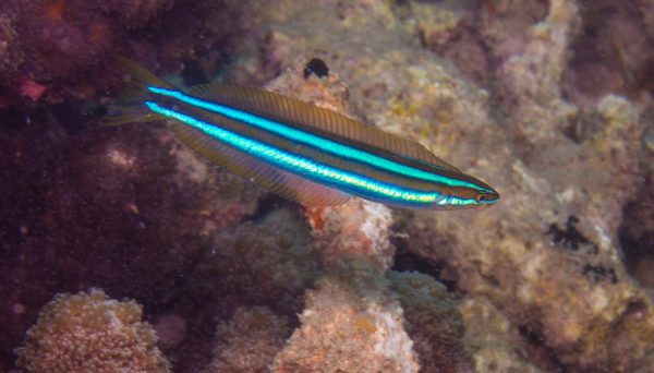 بلنی ماری خط آبی