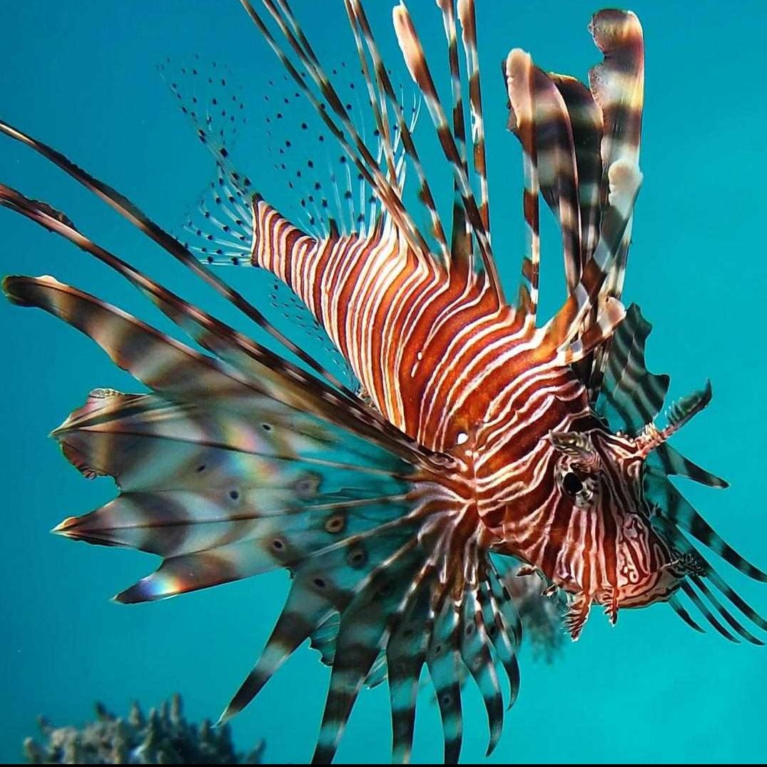 خروس ماهی آنتناتا