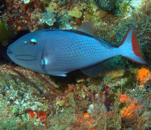 ماشه ماهی سارگاسوم