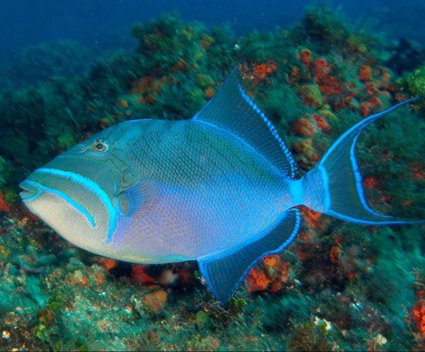 ماشه ماهی ملکه