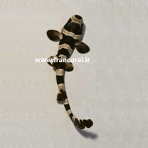 گربه کوسه بامبو