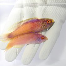 راس پری رمبوئید (لوزی)