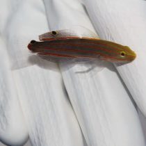 گوبی درباری