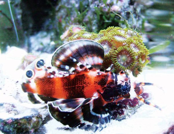 خروس ماهی دو خال