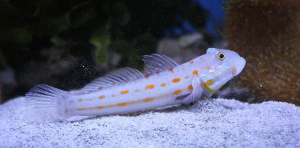 گوبی خال نارنجی