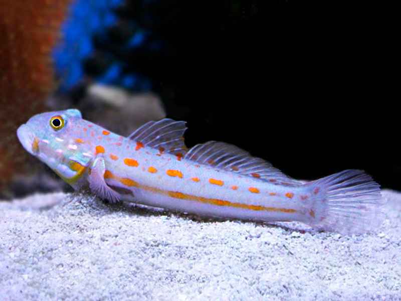 گوبی خال نارنجی