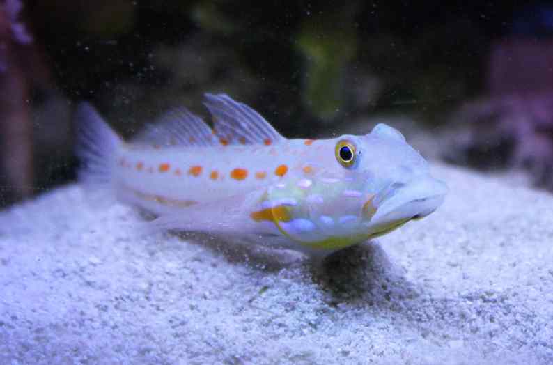 گوبی خال نارنجی