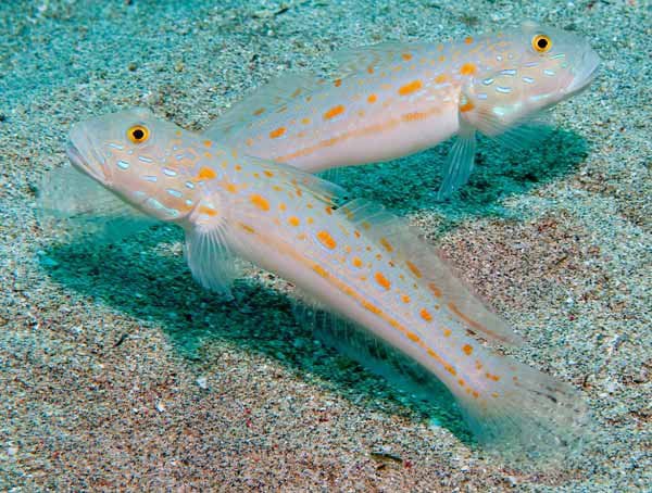 گوبی خال نارنجی