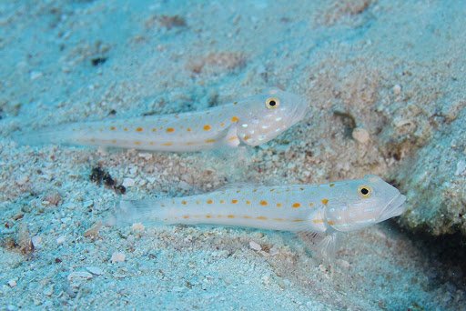 گوبی خال نارنجی