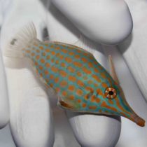 فایل فیش هارلکویین