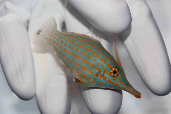 فایل فیش هارلکویین