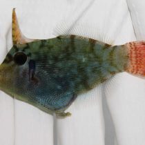 سوهان ماهی دم نارنجی