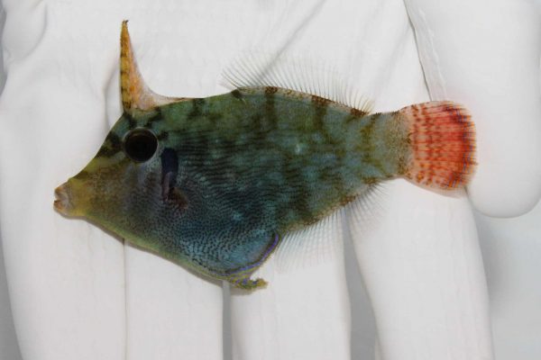 سوهان ماهی دم نارنجی