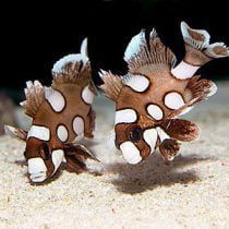 لب شکری خالدار (نابالغ)