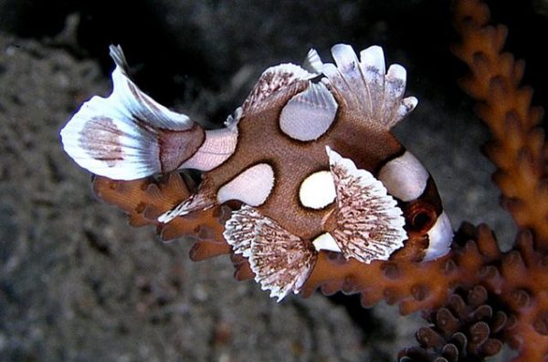 لب شکری خالدار (نابالغ)