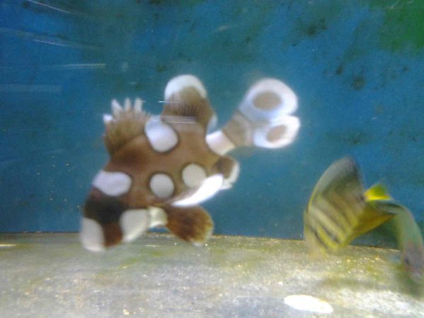 لب شکری خالدار (نابالغ)