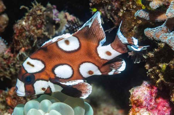 لب شکری خالدار (نابالغ)