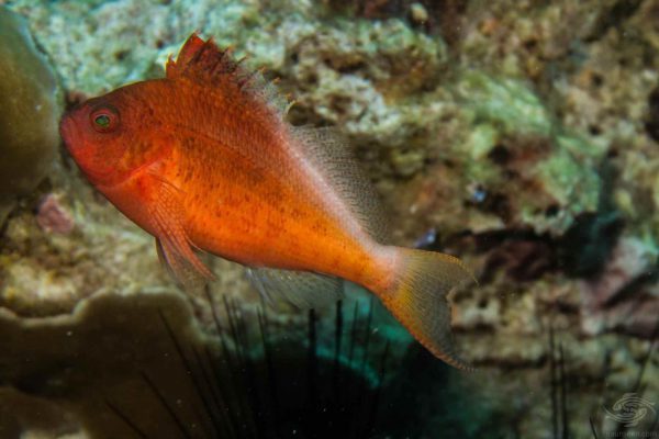 شاهین ماهی دم چنگی