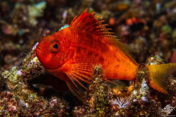 شاهین ماهی دم چنگی