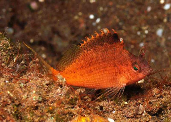 شاهین ماهی دم چنگی