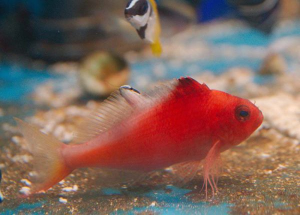 شاهین ماهی دم چنگی