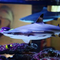 کوسه مرجانی باله سیاه بلک تیپ