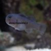 black Clown Goby
