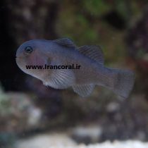 black Clown Goby