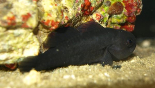 black Clown Goby