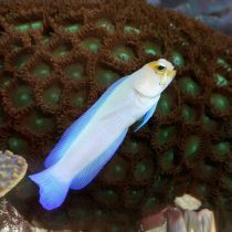 آرواره ماهی سرزرد