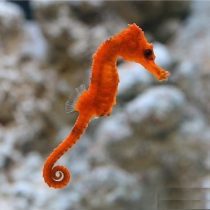 اسب دریایی نارنجی