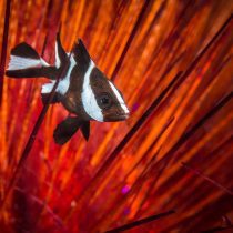 اسنپر امپراطور