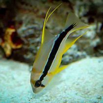 اسنپر باله بلند نابالغ