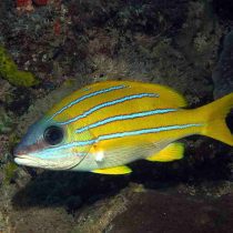 اسنپر نوار آبی