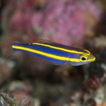 اسنپر نوار زرد