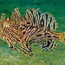 انگلر خط دار