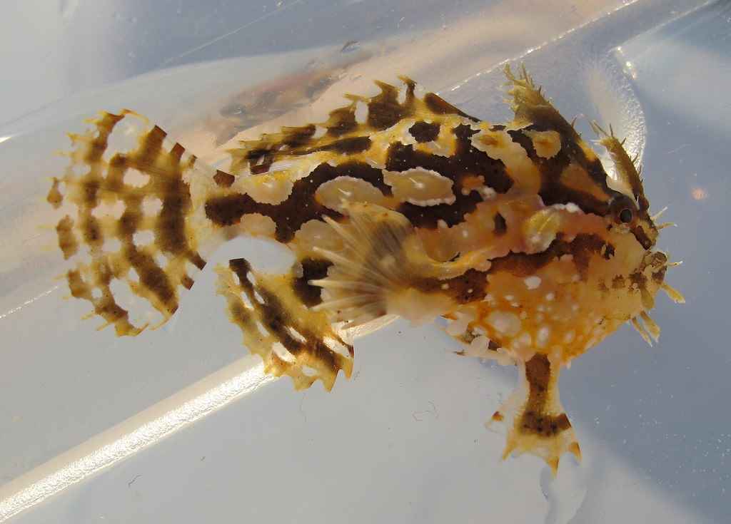 انگلر سارگاسوم