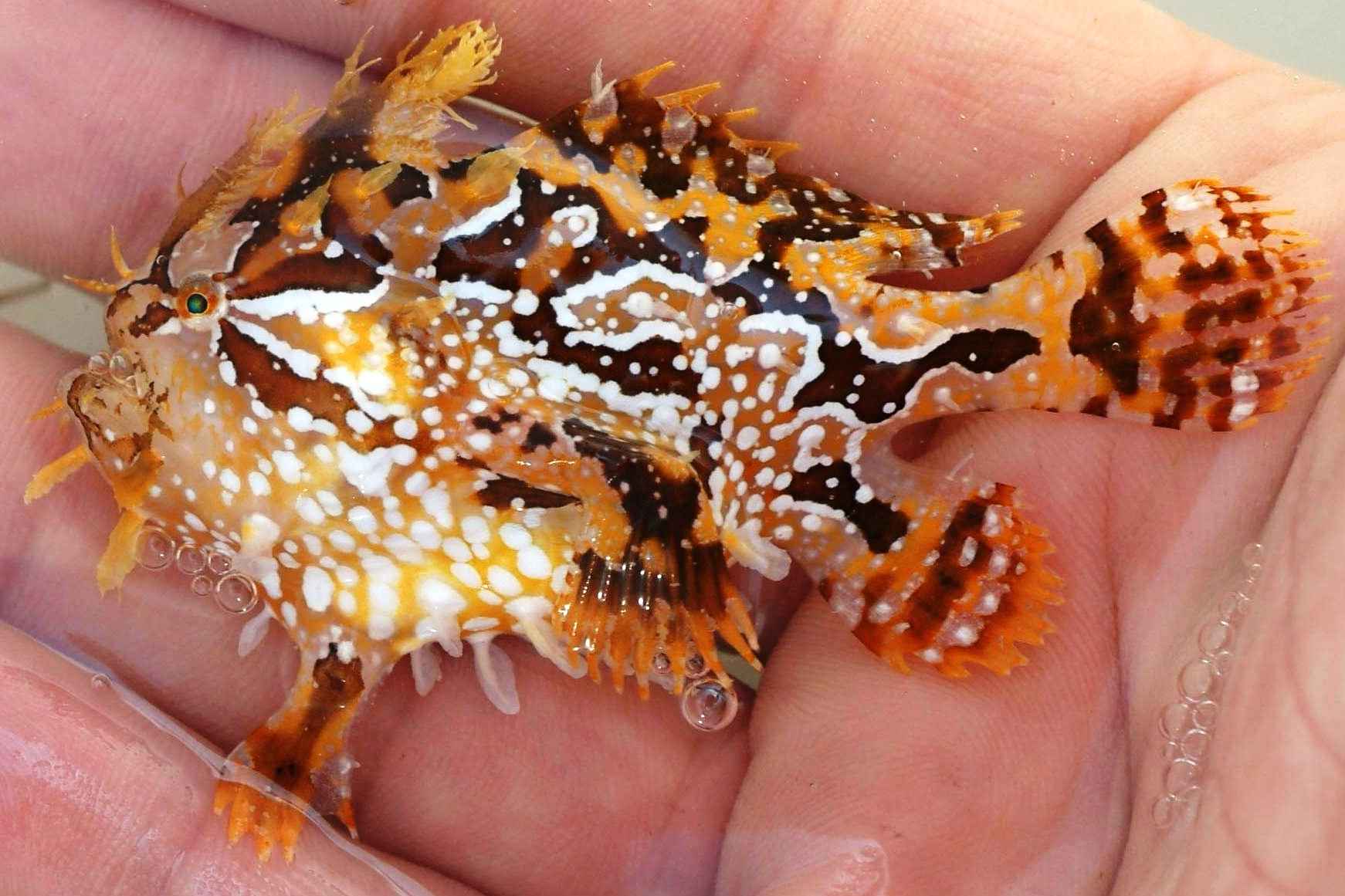 انگلر سارگاسوم