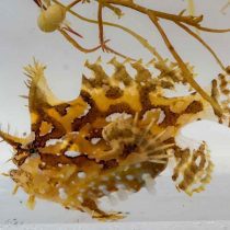 انگلر سارگاسوم