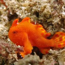 انگلر قرمز/نارنجی