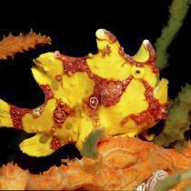 انگلر پوست زیگیلی زرد