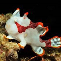 انگلر پوست زیگیلی سفید