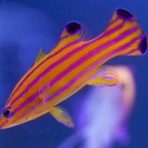 باسلت اب نباتی