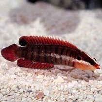 باسلت خط دارباله بلند