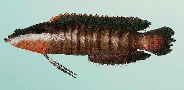 باسلت خط دارباله بلند