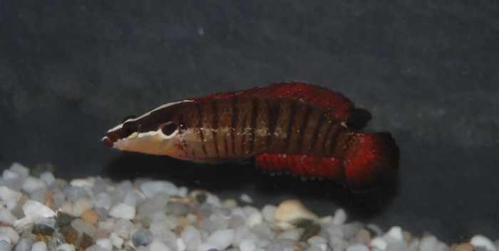 باسلت خط دارباله بلند