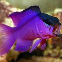 باسلت کلاه مشکی